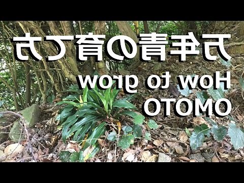 万年青 種類 風水